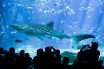 20 Most Expensive Aquarium Fishes in the World 2025