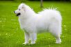 30 Most Expensive Dogs in the World 2025 (Luxury Breeds)
