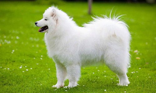 expensive dogs in the world