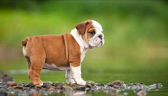 30 Most Expensive Dogs in the World 2021 (Luxury Breeds)