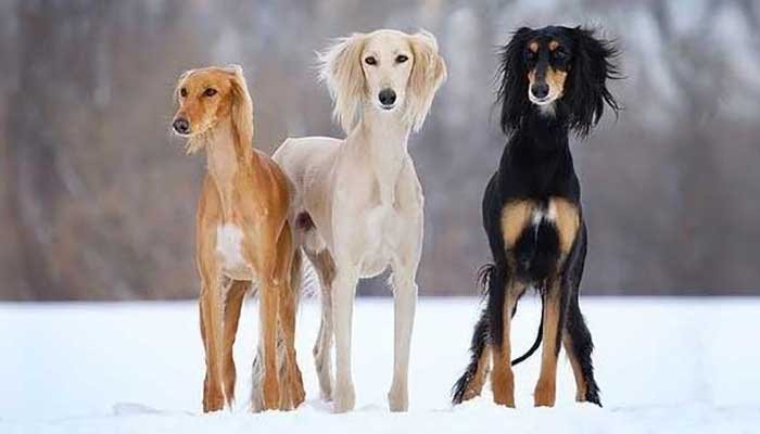 Expensive Dogs In The World Saluki 