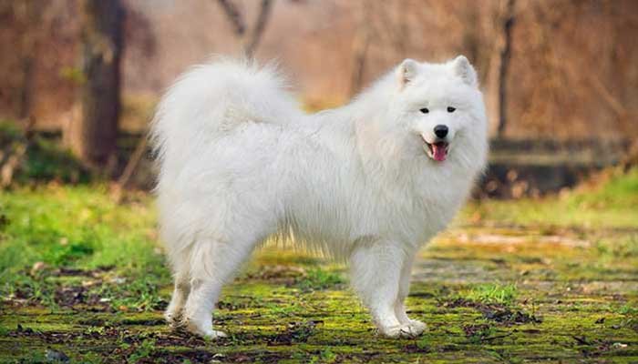 Most Expensive Dogs in the World 2020 (Luxury Breeds)