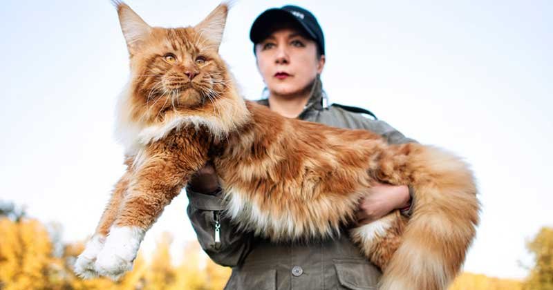 worlds most expensive cat 13 million