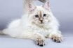 20 Most Expensive Cats in the World 2025 (Luxury Breeds)
