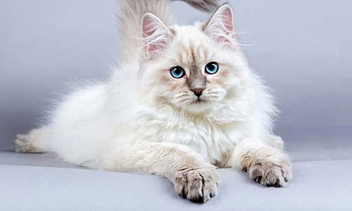 most expensive cat in the world