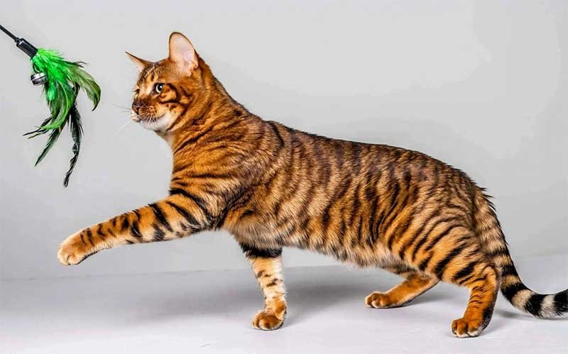 Most Expensive Cats in the World 2021 (20 Luxury Breeds)