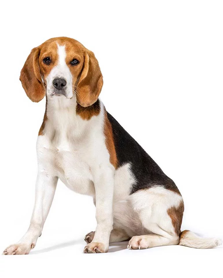 the cheapest dog in the world Beagle