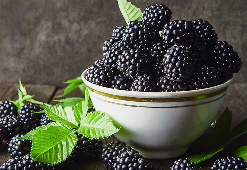 what human foods can puppies eat: blackberries