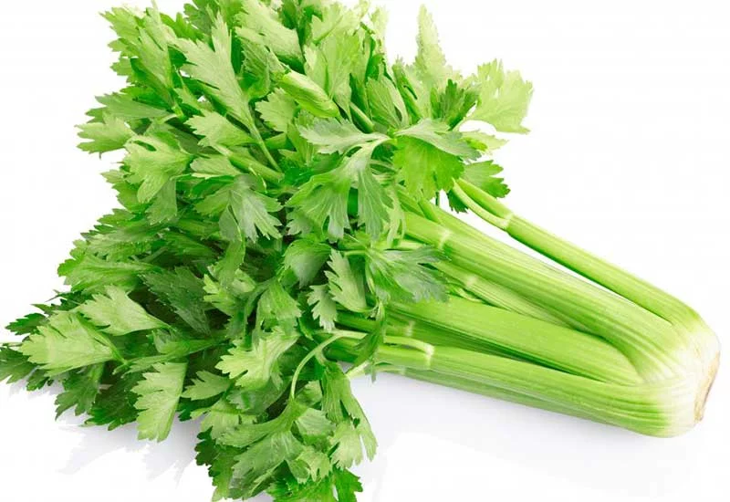 what human foods can puppies eat: celery