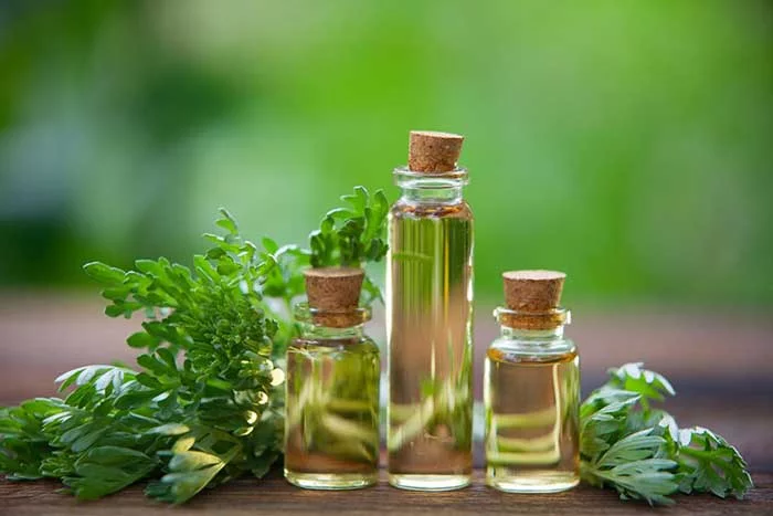 Essential oils for post nasal drip: Chronic post nasal drip natural remedies