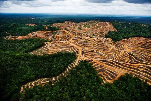 Is Palm Oil Bad For The Environment