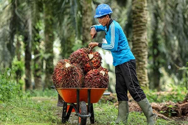 Is Palm Oil Bad For You