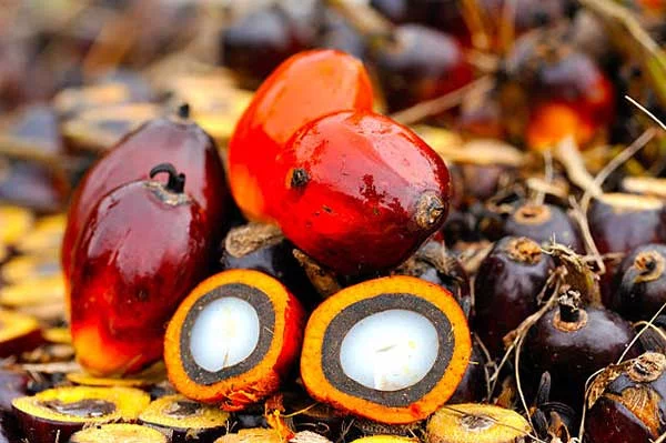 Palm Oil Vs Palm Kernel Oil