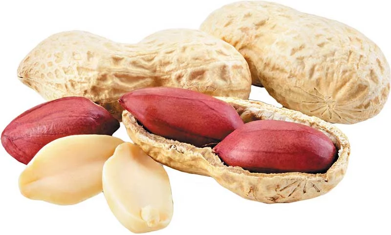 what human foods can puppies eat: peanut