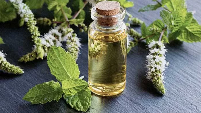 Essential oils for post nasal drip: Peppermint essential oil
