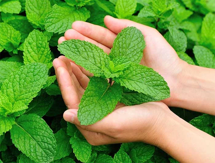 Foods that cause post nasal drip: Peppermint