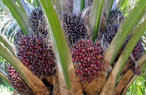 The 9 Palm Oil Health Dangers