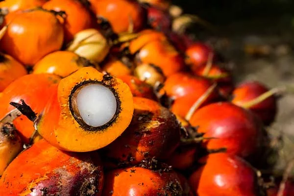 The Best Alternatives to palm oil
