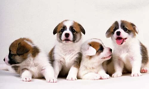 Top 10 Cute Dog Breeds In The World 1.webp
