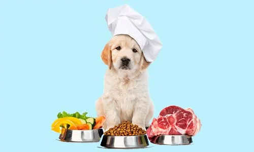 50 Human Foods Puppies can Eat in 2025