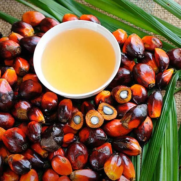 Why Palm Oil is Bad: Where Does Palm Oil Come From
