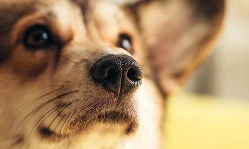 Why Do Dogs Have Whiskers?
