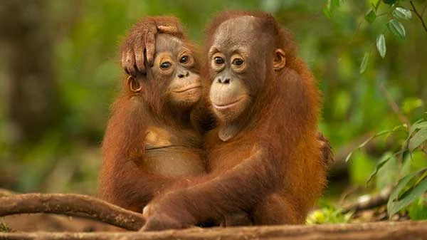 Why Is Palm Oil Bad For Animals?
