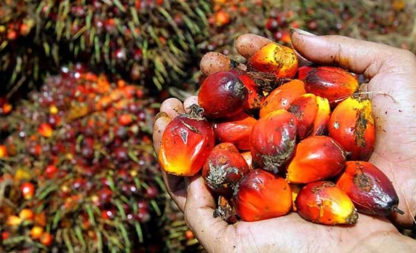 Why Is Palm Oil So Popular