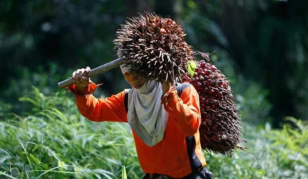 Why boycotting palm oil is not a solution