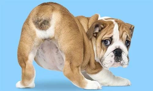 Why do Dogs have Anal Glands?