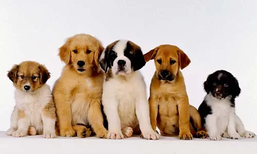 The 30 Cheapest Dogs in the World 2025