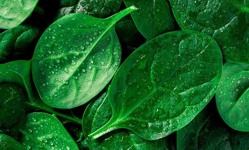 low calorie list of foods