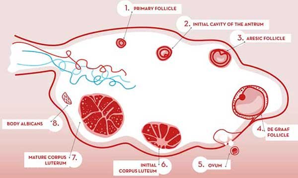 Follicle growth chart Follicle growth chart
