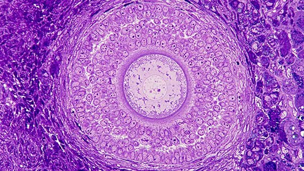 How many follicles are left at 30? How many follicles are left at 30?