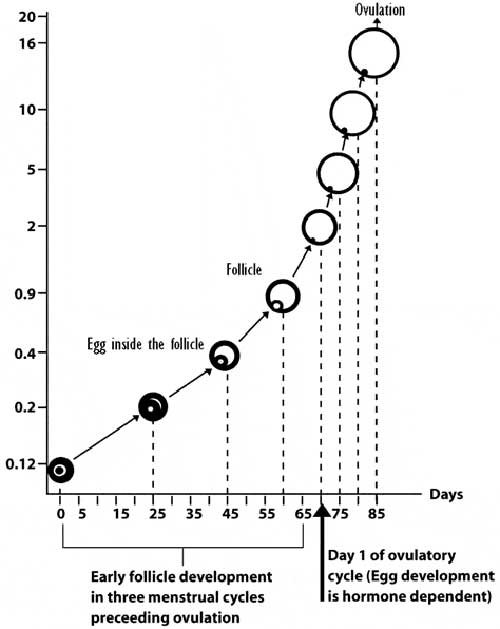 How many follicles is normal? How many follicles is normal?