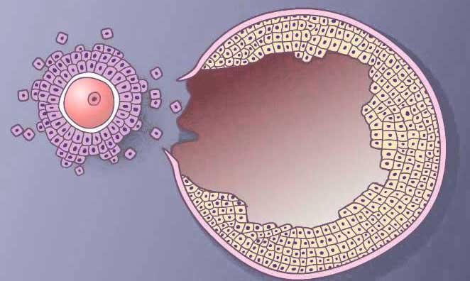 How many follicles are normal? How many follicles are normal?