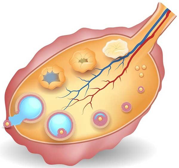 Why is follicular monitoring necessary? Why is follicular monitoring necessary?